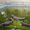 Phuket crocodiles