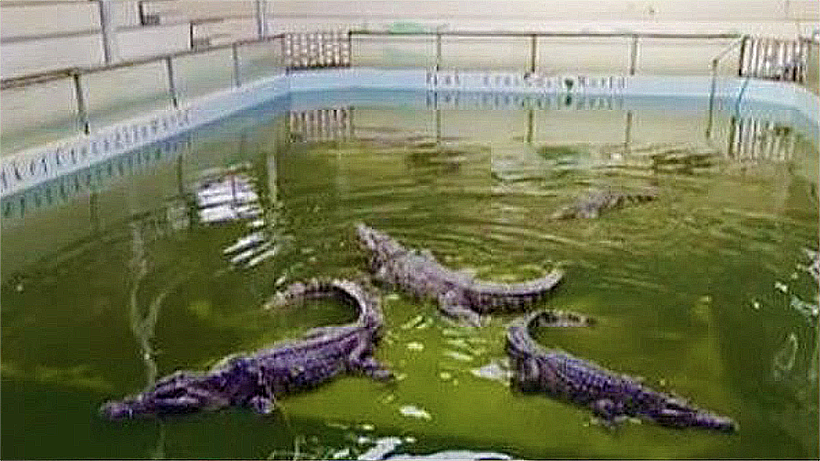 Phuket crocodiles