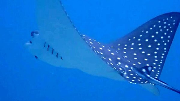 spotted eagle sting ray