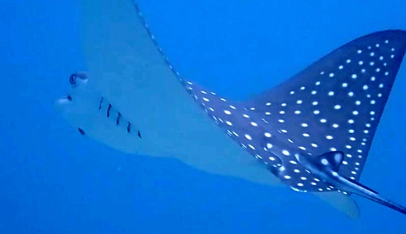 spotted eagle sting ray