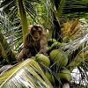 Monkeys coconuts