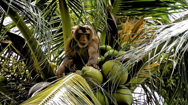 Monkeys coconuts