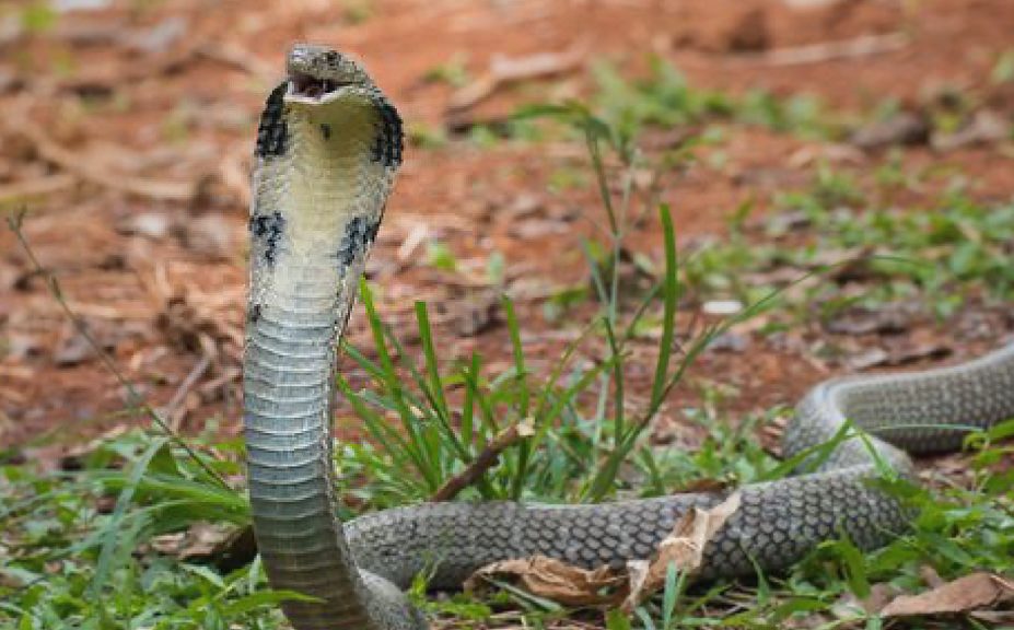 King cobras in Thailand: why some villagers worship the snake and others  drink its blood