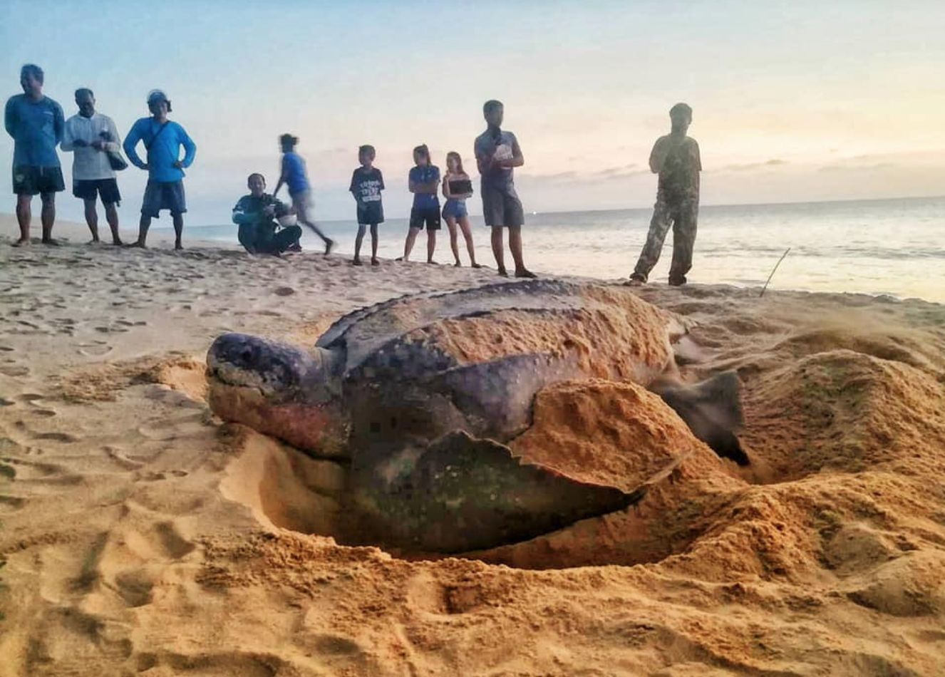 Leatherback Sea Turtles Phang Nga