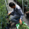 cannabis in Thailand