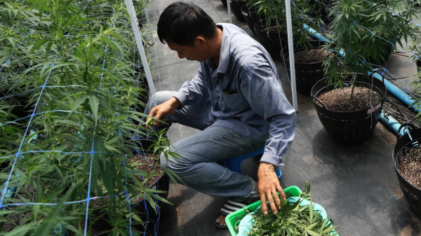 cannabis in Thailand