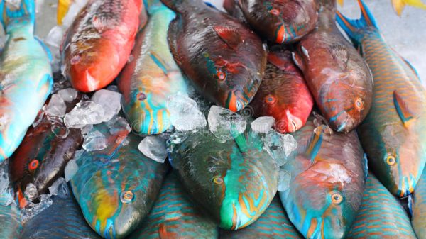 Parrotfish in Phuket restaurant