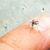 Dengue fever in Thailand