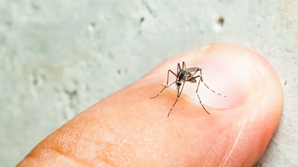 Dengue fever in Thailand