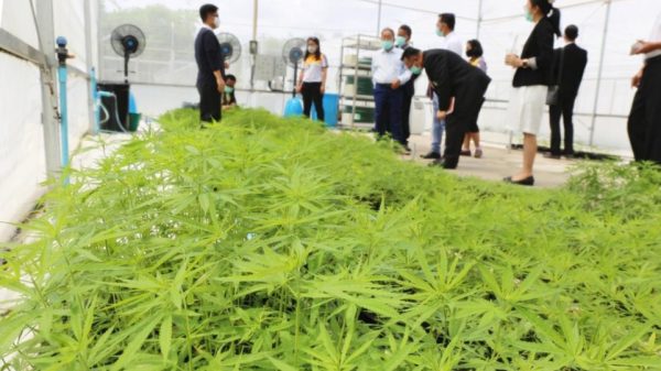 Cannabis Thailand