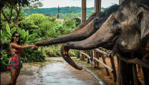 Elephant tourism in Phuket