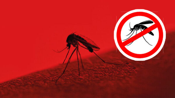 Mosquito dengue fever