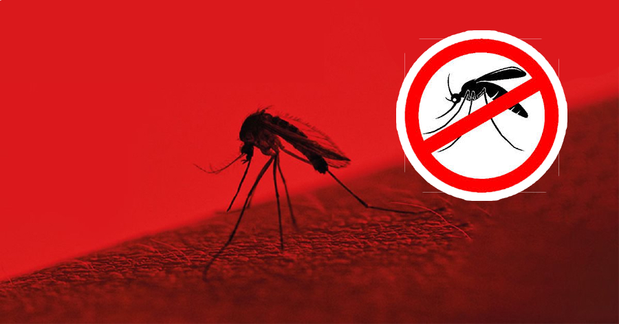 Mosquito dengue fever