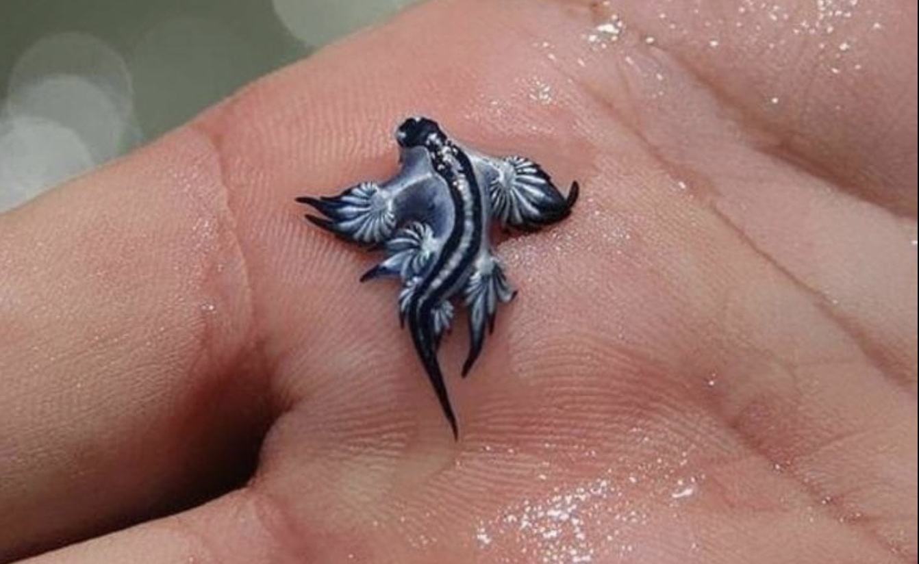 Blue dragon Sea Slug